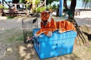 A large soft toy tiger sitting upon a large bright blue box.