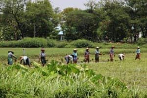 Ten women working in a green field in Mandalay, Myanmar. They are wear colourful clothing and star hats.