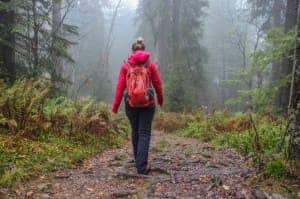 A woman in hiking gear walks on a muddy path through a misty forest of thick trunk trees.