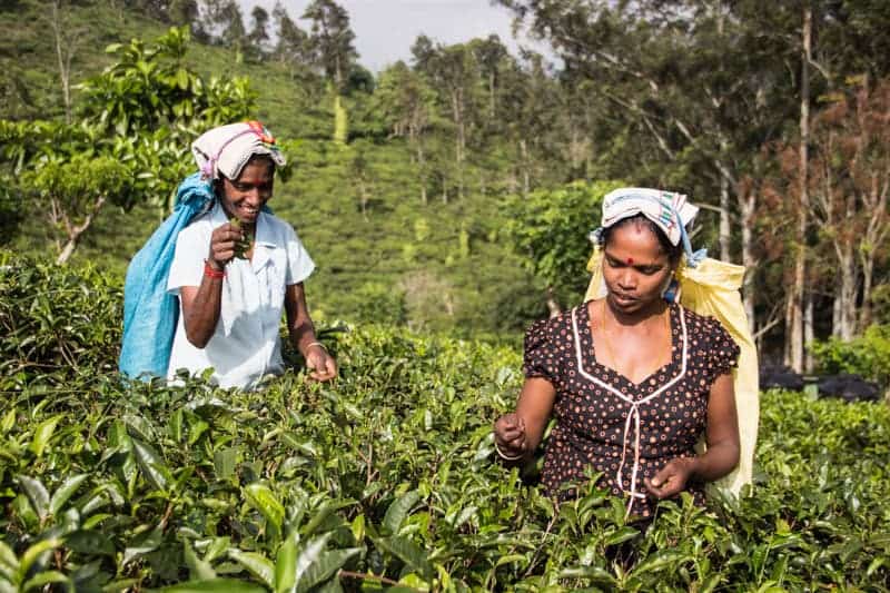 Tea picking Sri Lanka