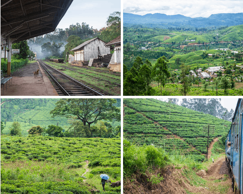 Tea Hills, Sri Lanka