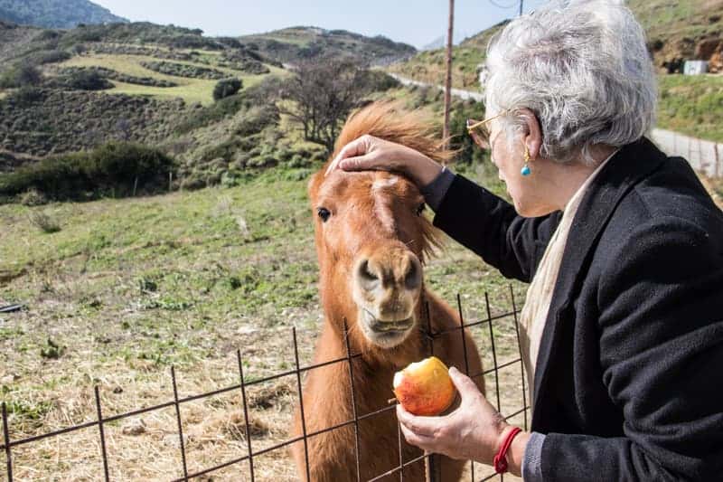 Skyros Island, Skrian Pony, Greece