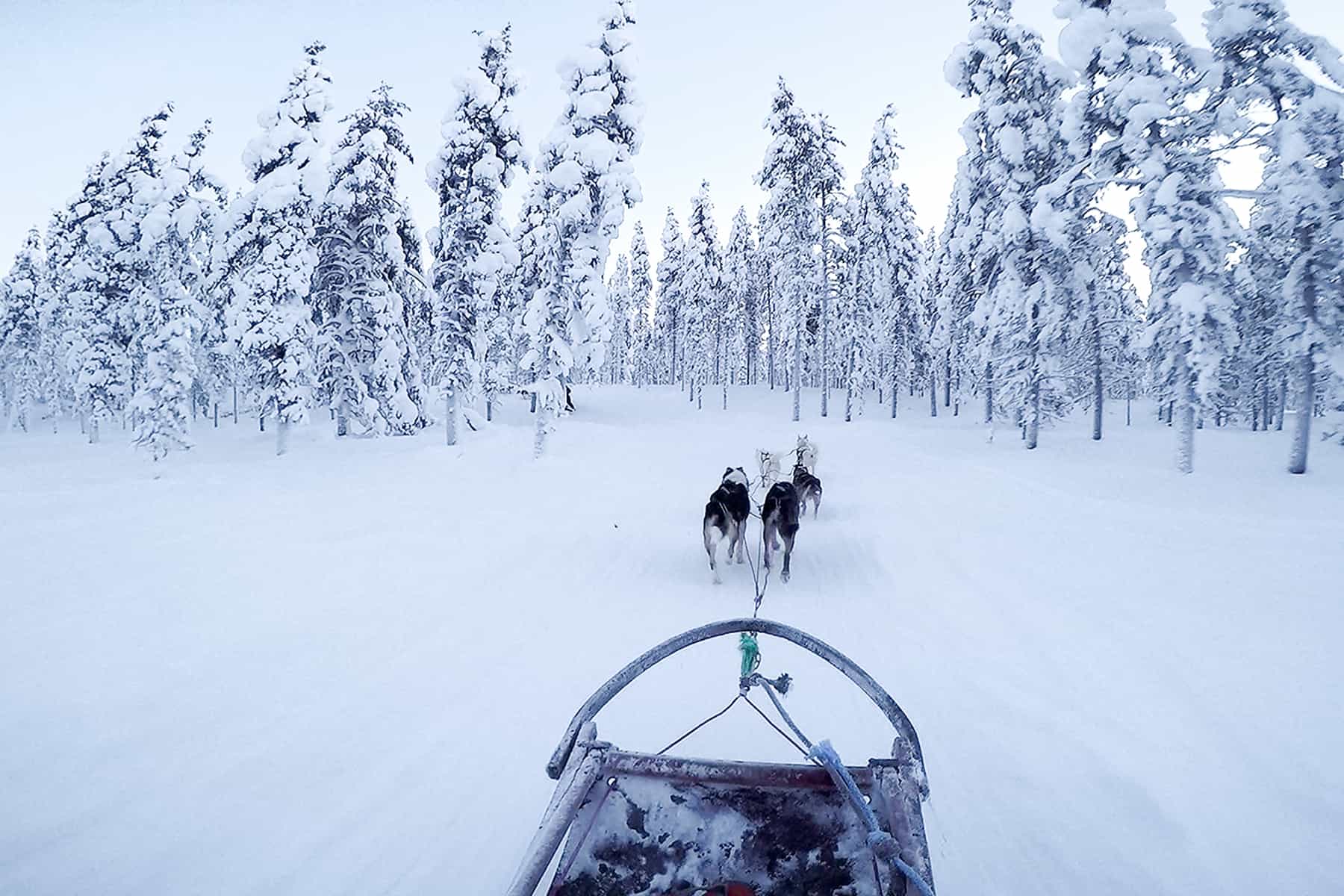 Five husky dogs pull a sled through a forest of white snow in Finnish Lapland. 