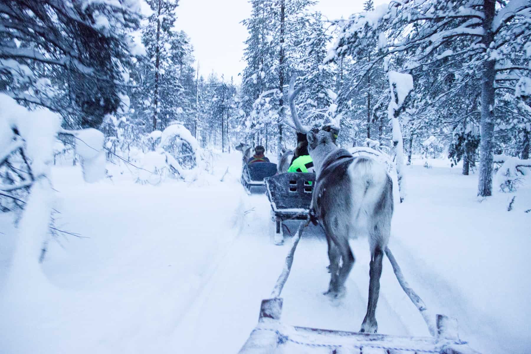 A row of reindeer pull carts of people through a thick snow forest in Lapland in Finland. 