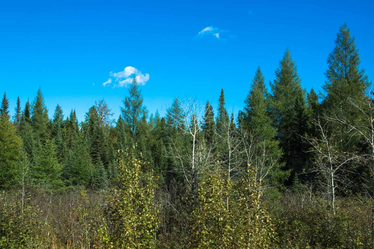 Ontario view, Via Rail, Canada