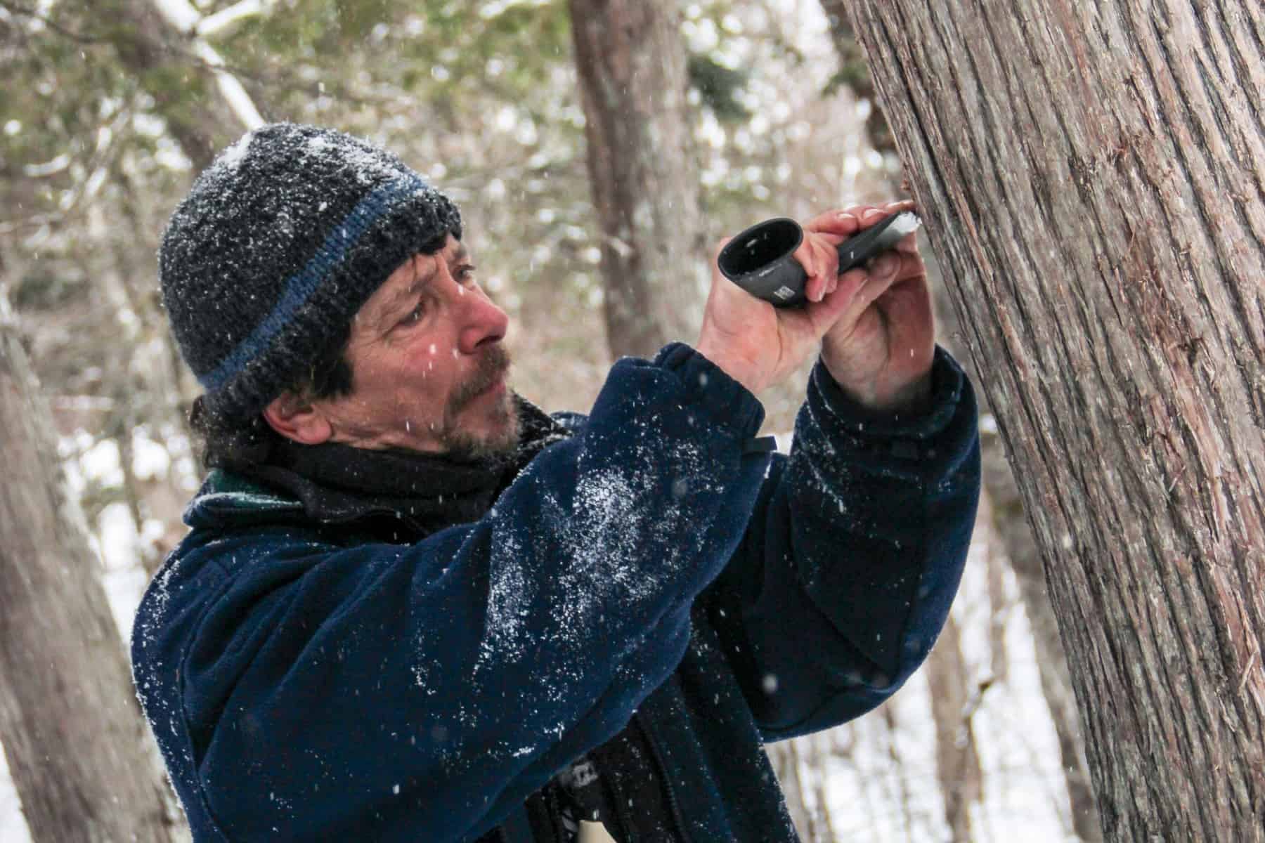 The Fire Man of Mont Tremblant carves strips of bark off a large tree truck with a small black axe.