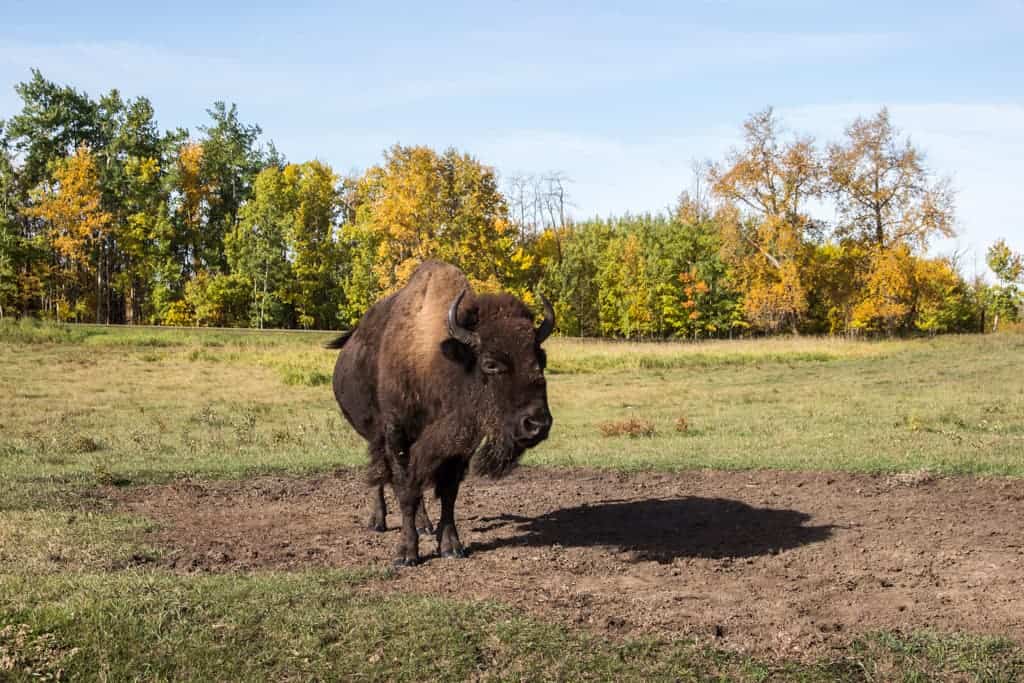 Elk Island National Park, Edmonton, Alberta, Canada