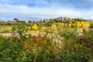 A field of yellow and red flowers within dense green parkland. In the distance are the high rise buildings of the city of Edmonton, Canada.