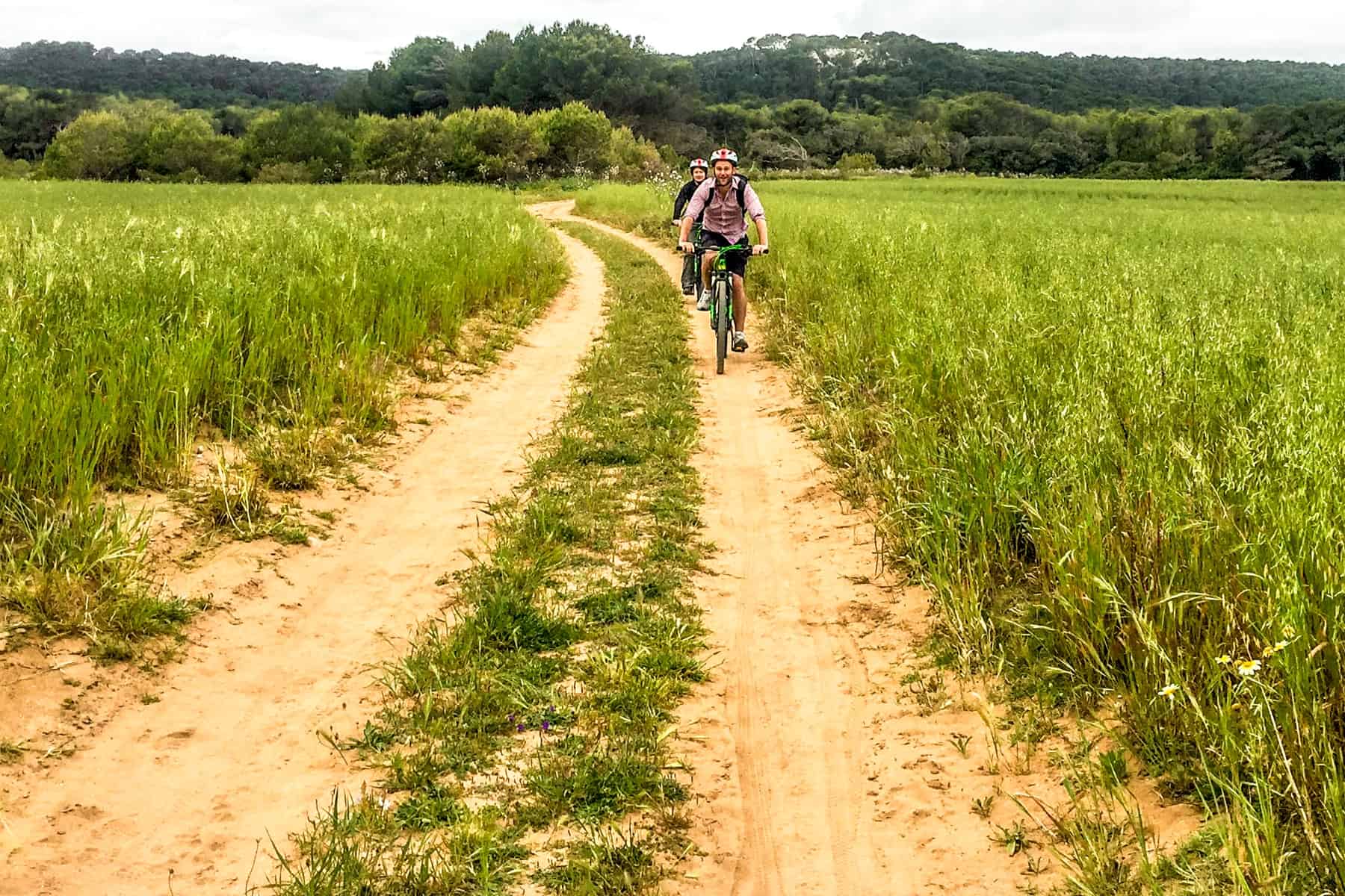 Two men ride bikes on a yellow sand trail that cuts through a forest of green crops. 