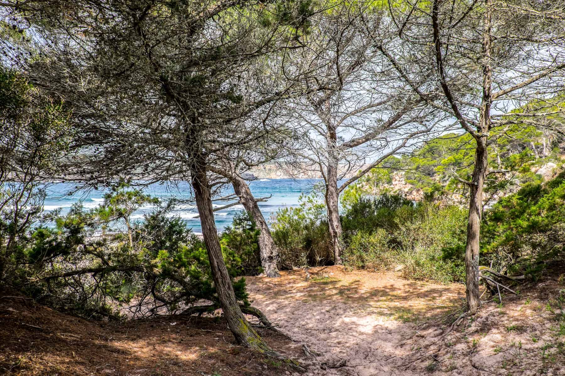 An opening in a forest of skinny trees that looks out over the coastline of Menorca and out to the sea. 