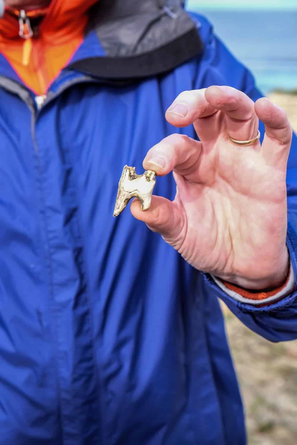 Links of Noltland archelogical site, Westray, Orkney, Scotland