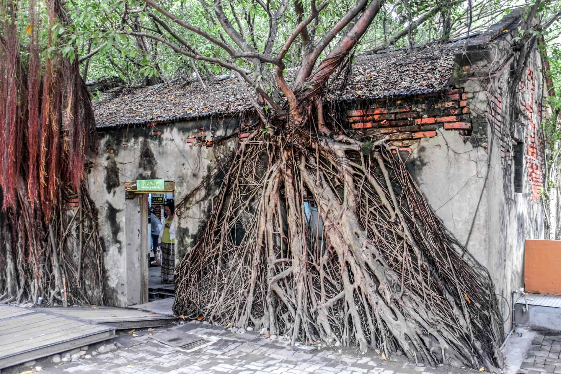 The roots of a Banyan Tree growing over a building at the Anping Tree House in Tainan. 