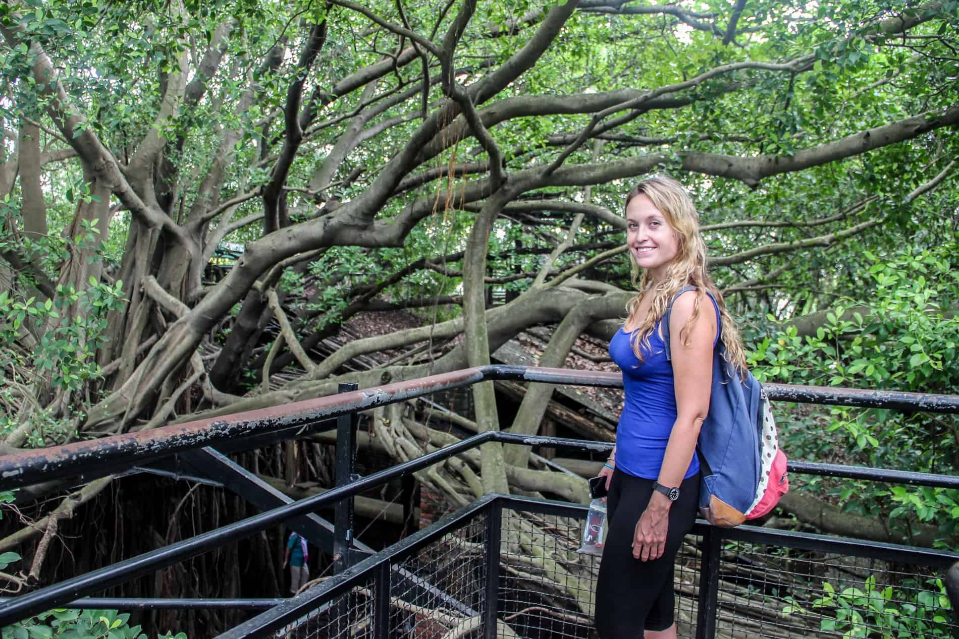 A woman standing on a platform overlooking the long wild branches of a Banyan Tree in Tainan. 