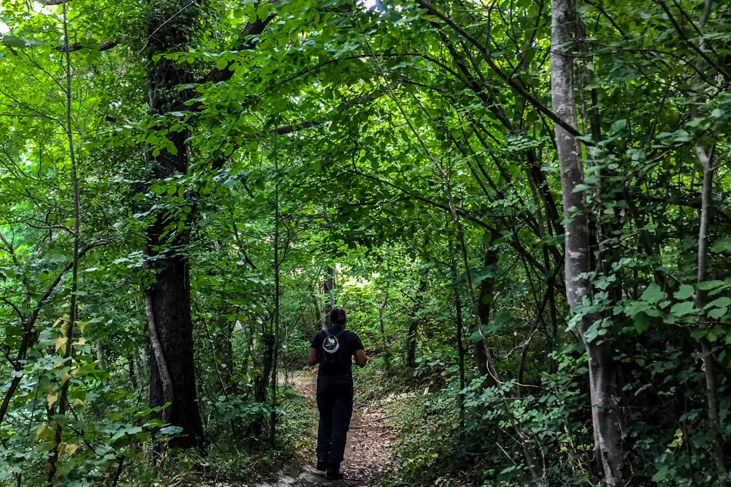 The dense forests of San Marino, found on hiking trails 