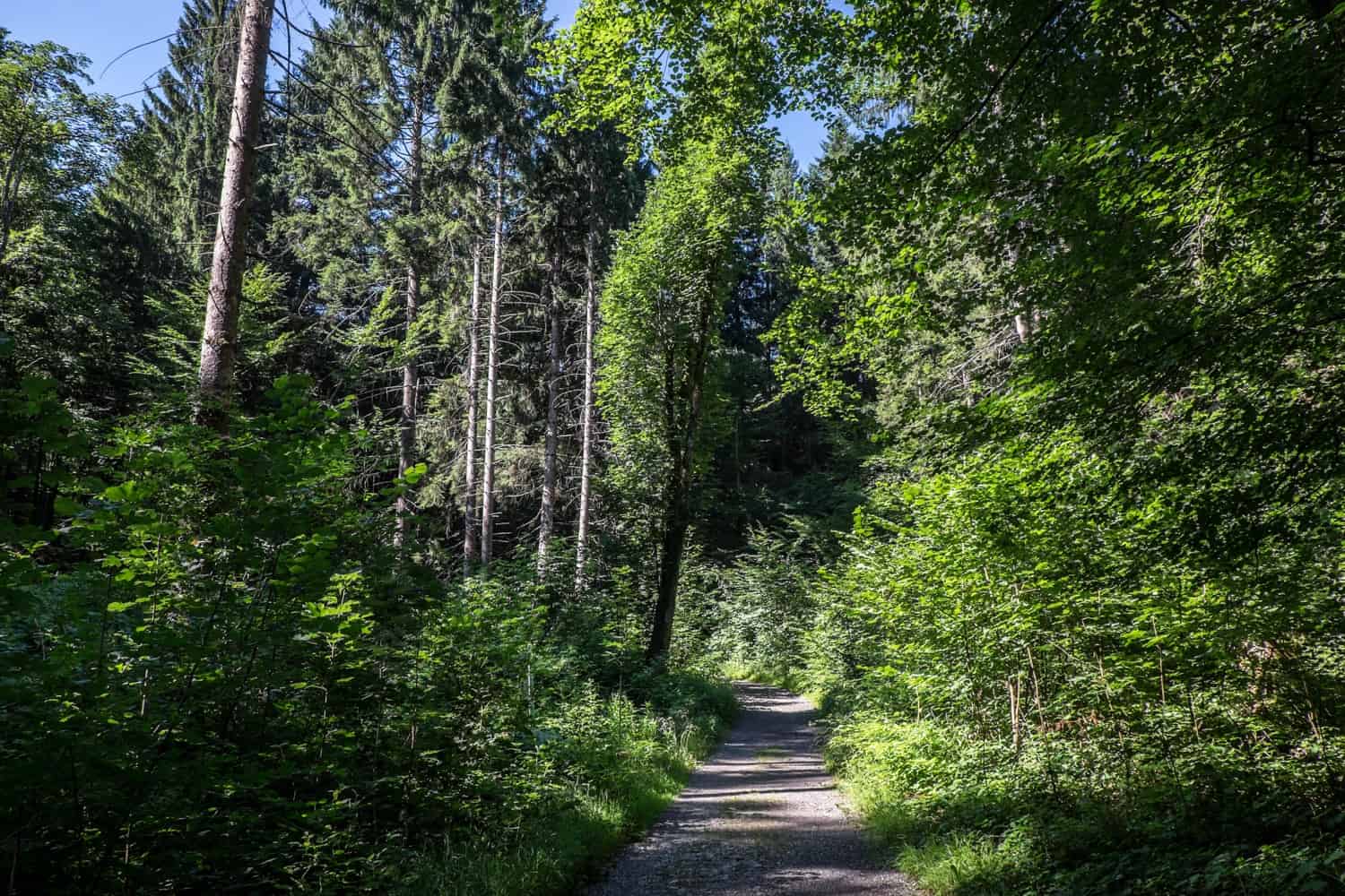 Woodland on the Buers Gorge Hike in Brandnertal, Vorarlberg, Austria