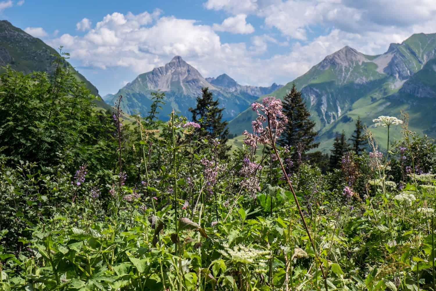 Flora of Lech in the summer in Austria