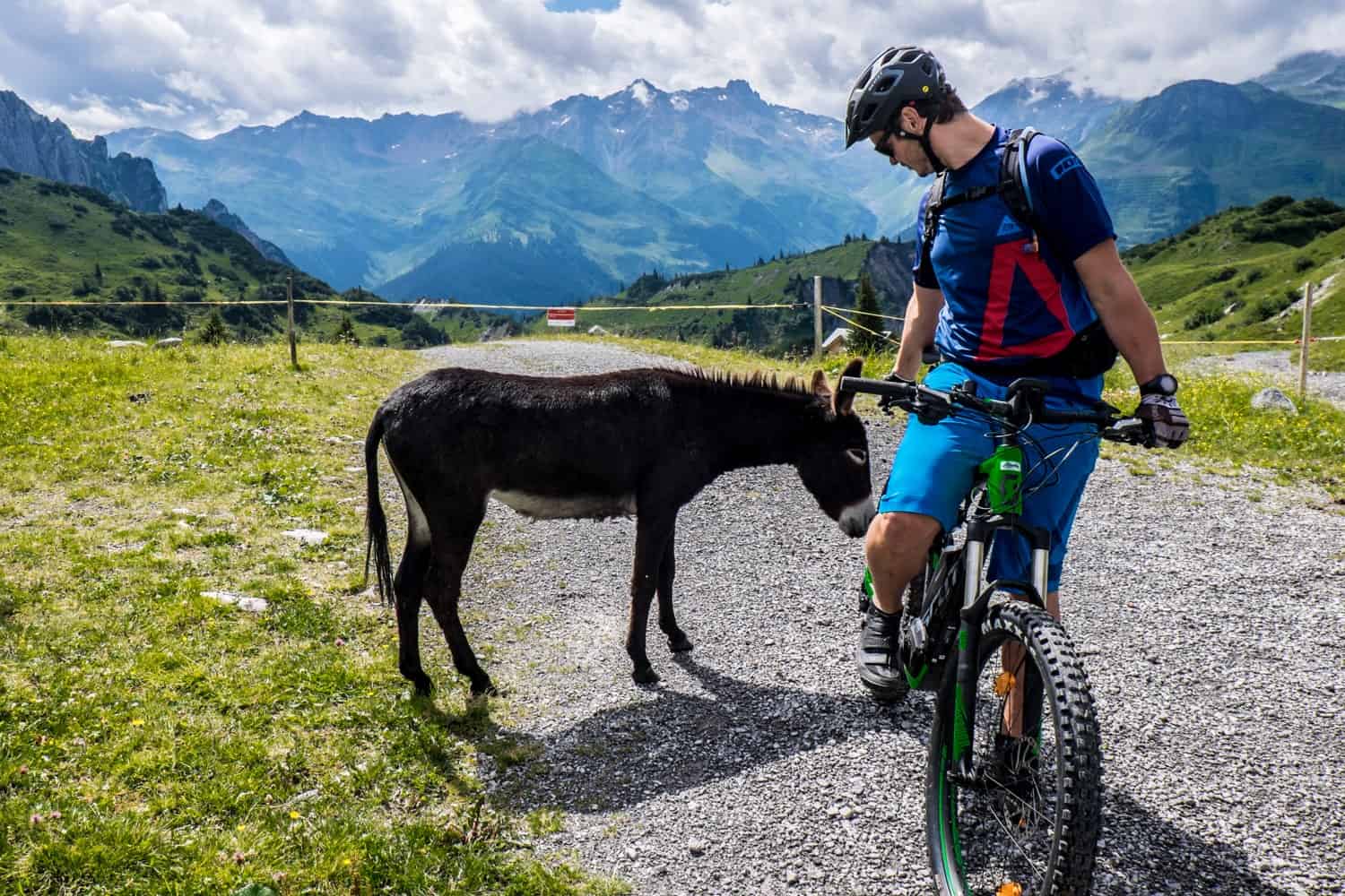 Donkeys near Spullersee Lake in Vorarlberg, Austria