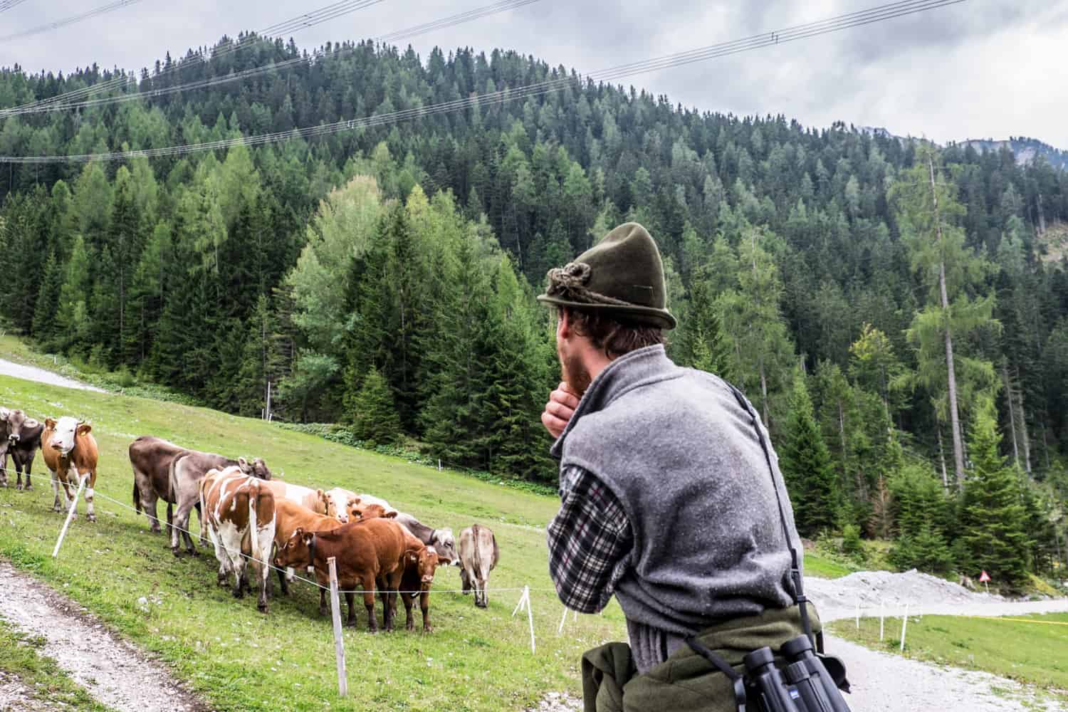 Alpine farmer with cows at Zugspitze Arena in Tirol, Austria