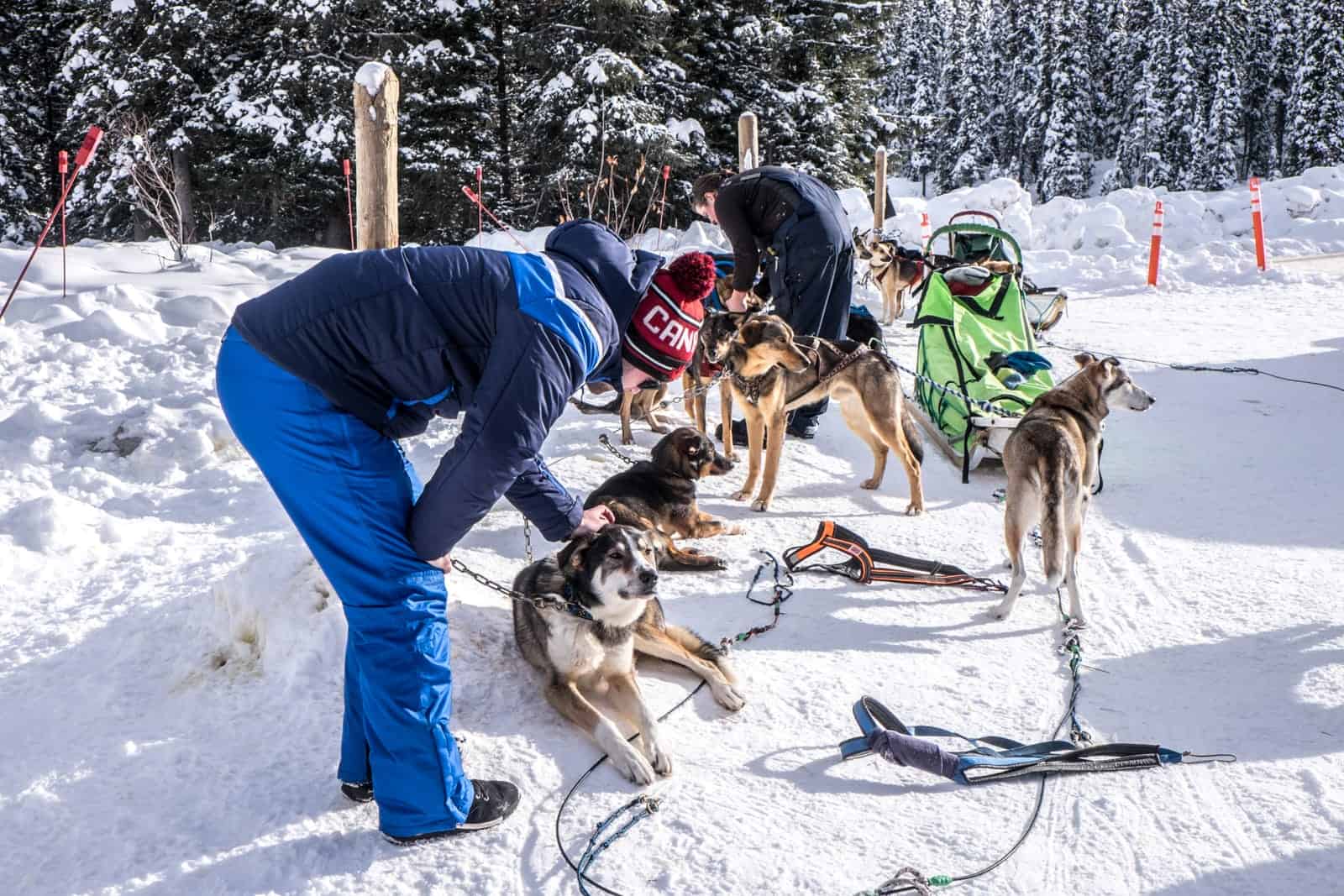 Meeting the dogs before Dog-sledding in Lake Louise, Banff, Canada