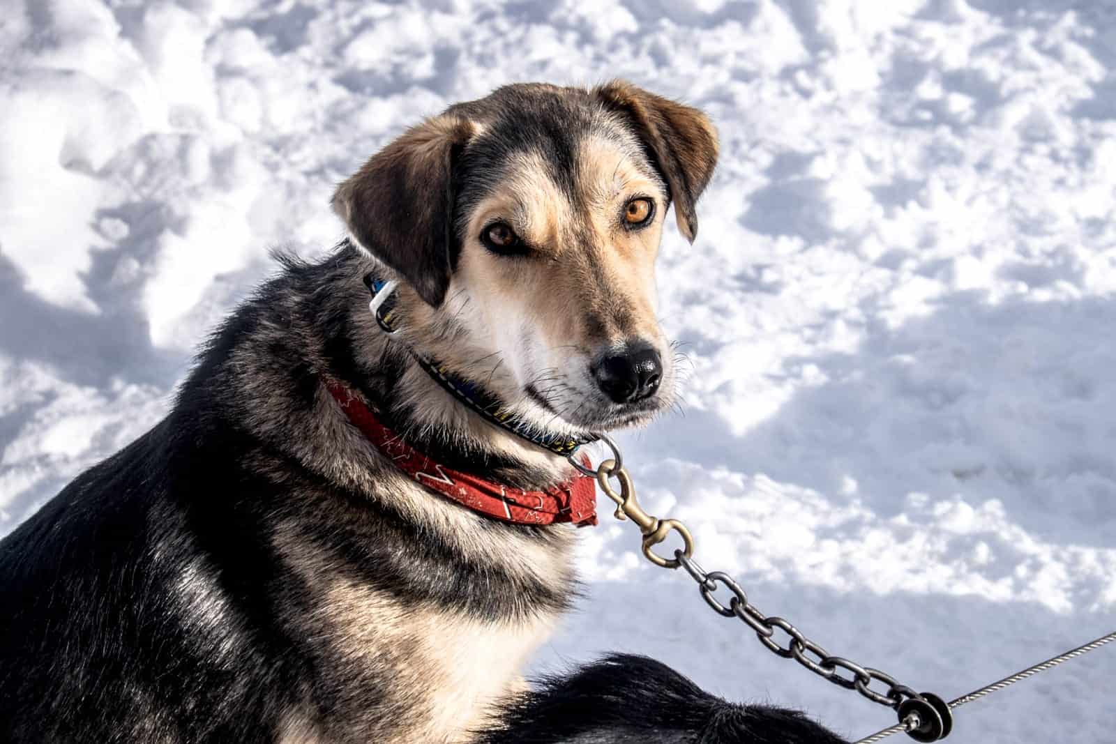 Dog-sledding in Lake Louise, Banff, Canada