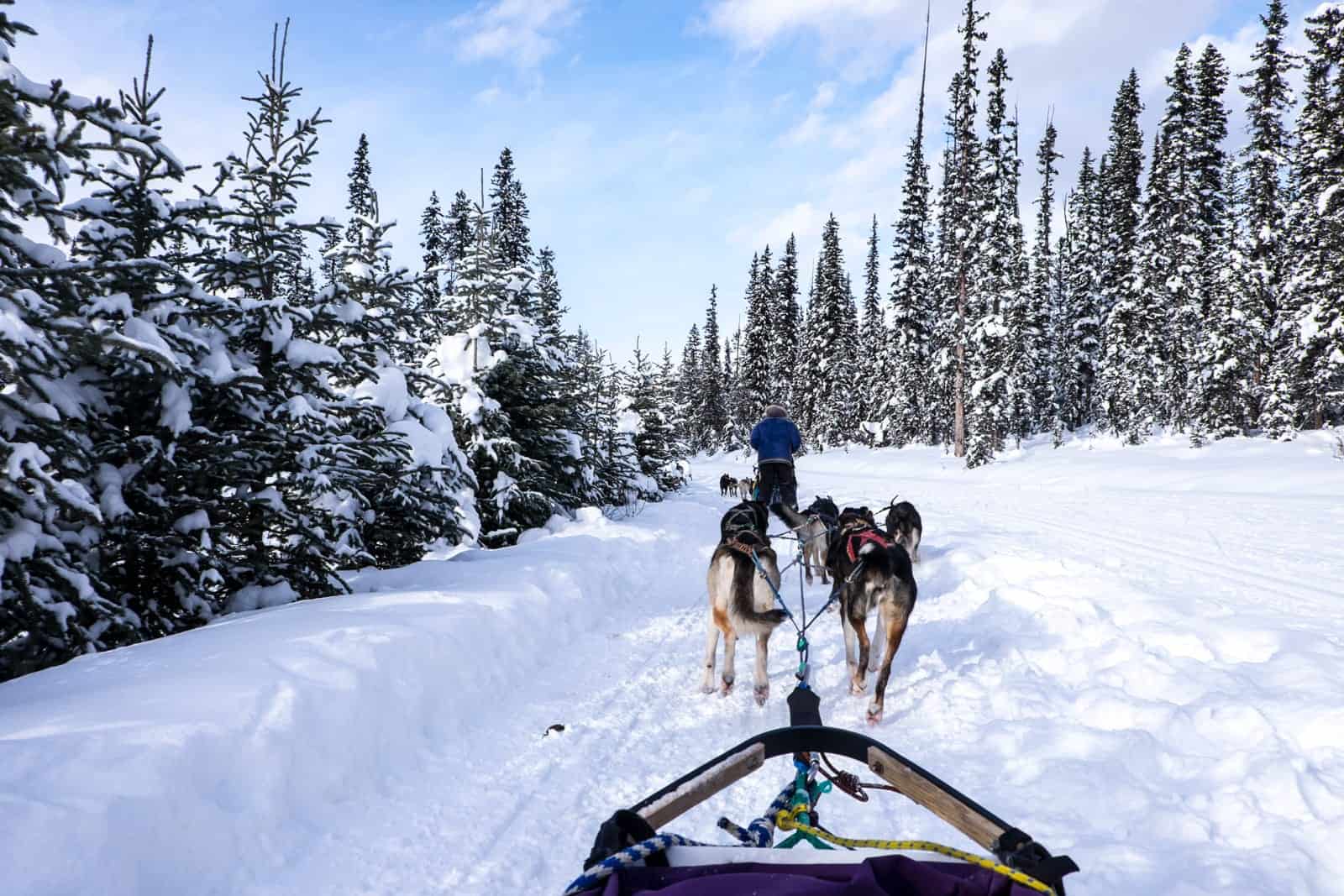 Speed of Dog-sledding in Lake Louise, Banff, Canada
