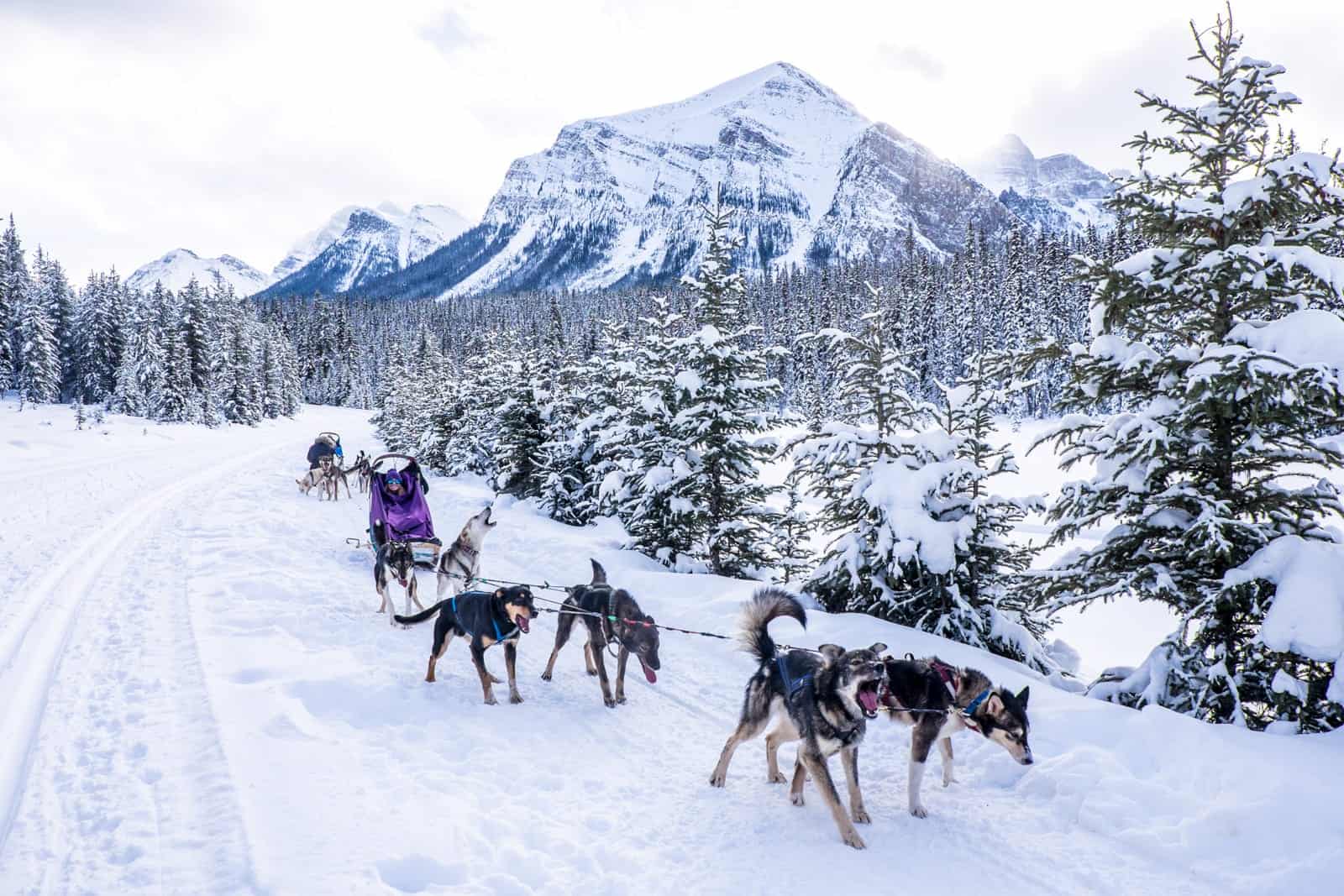 Dog-sledding in Lake Louise, Banff, Canada