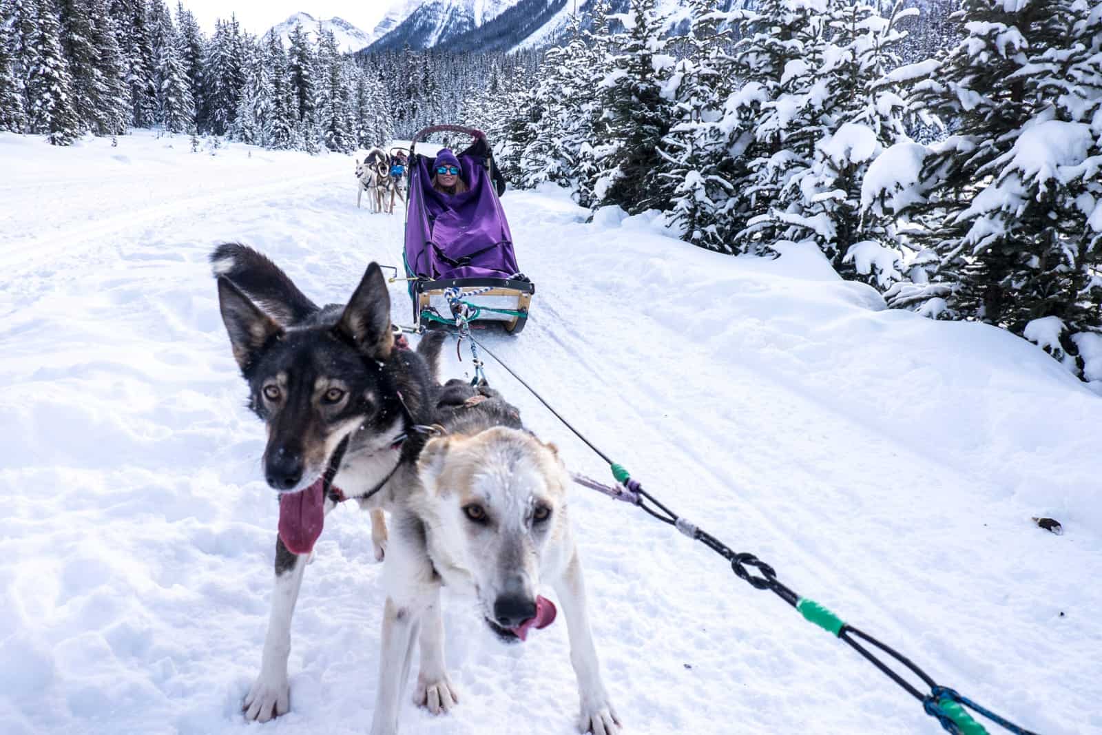 Dog-sledding trips in Lake Louise, Banff, Canada