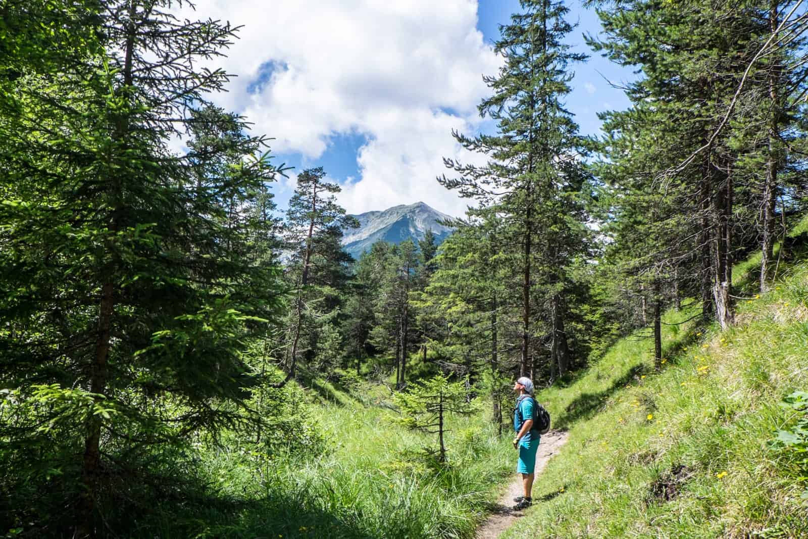 Mountain forest in Achensee, Tirol, Austria