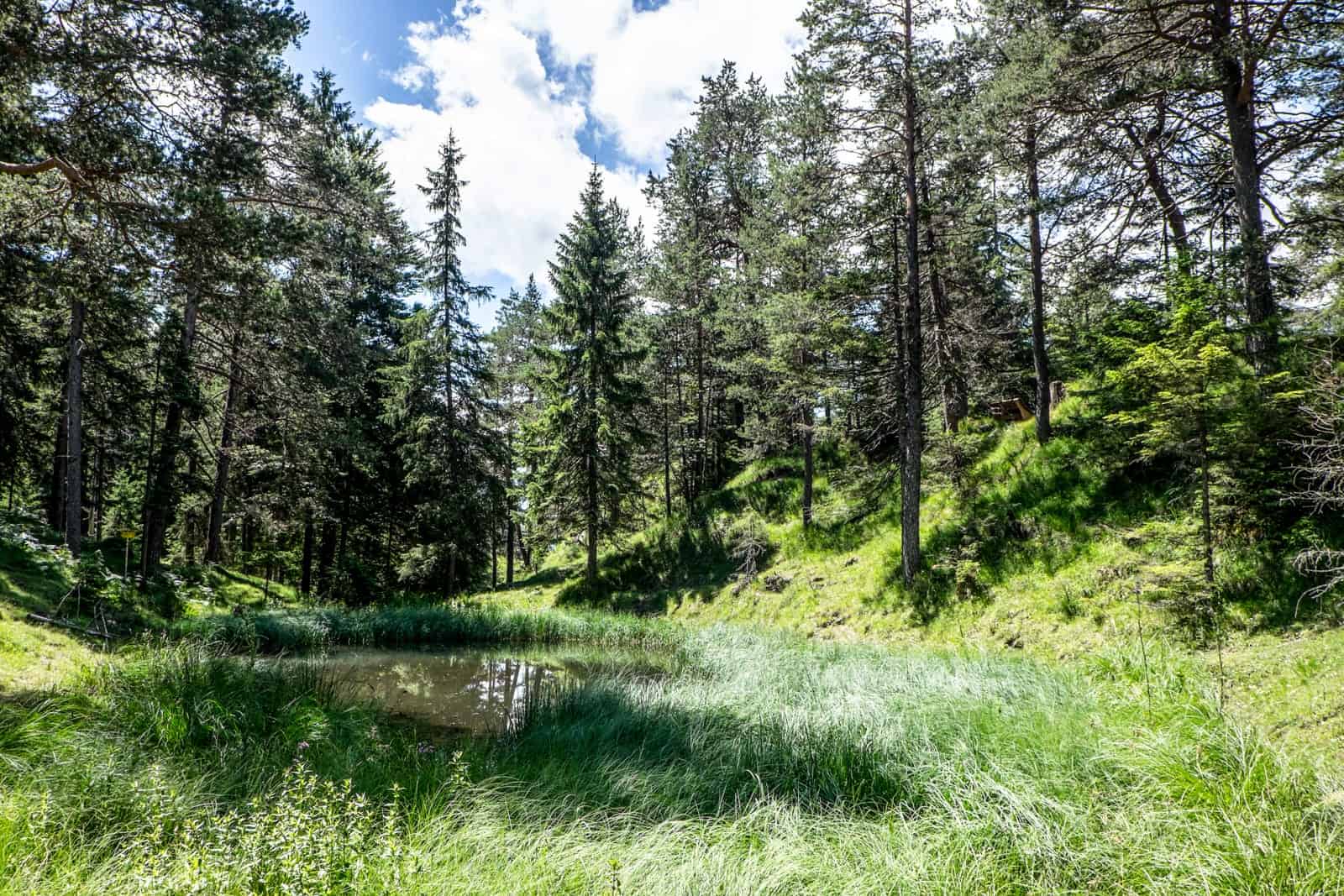 Forest in Achensee, Tirol, Austria