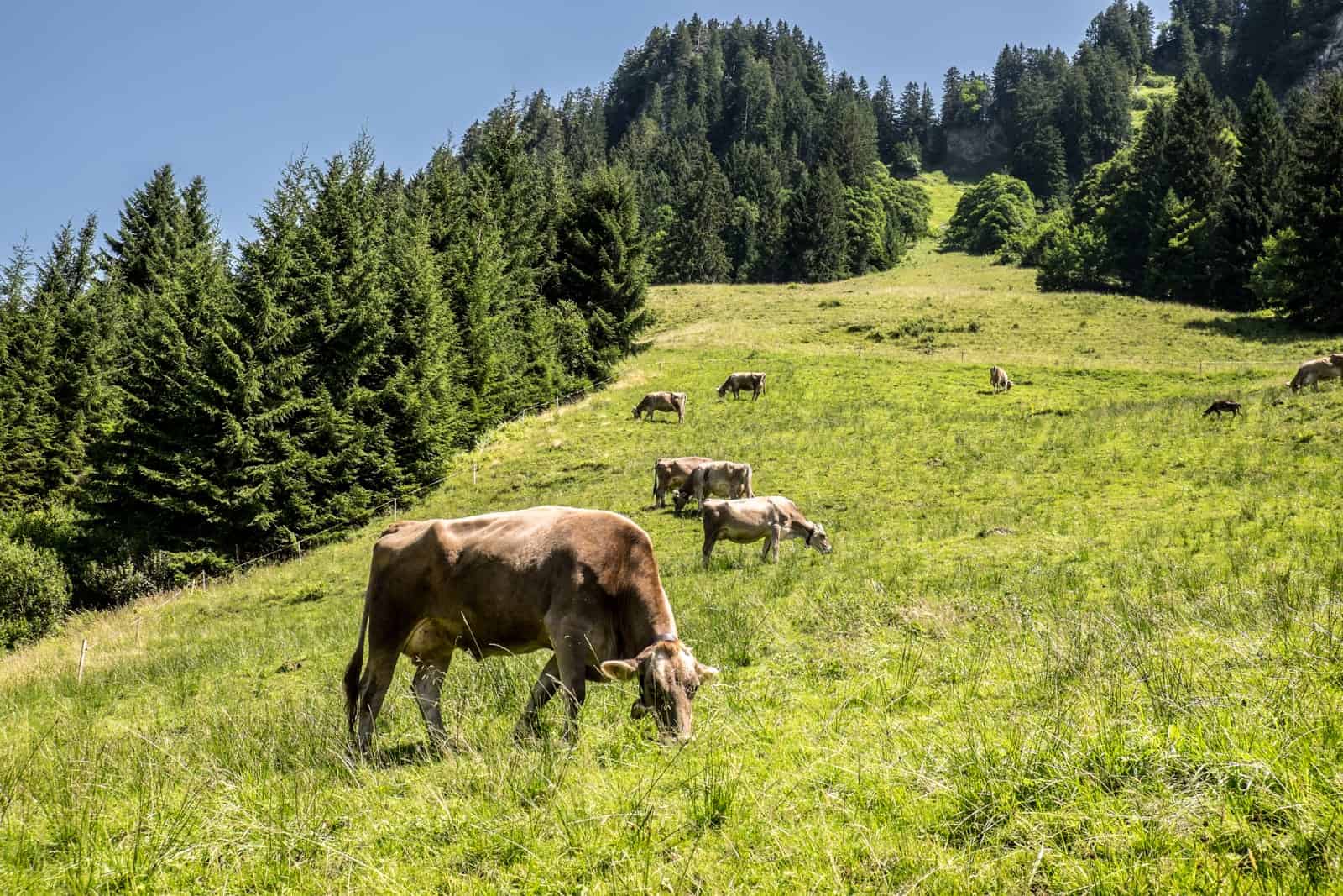 Alpine cows in Vorarlberg as seen hiking in Bregenzerwald