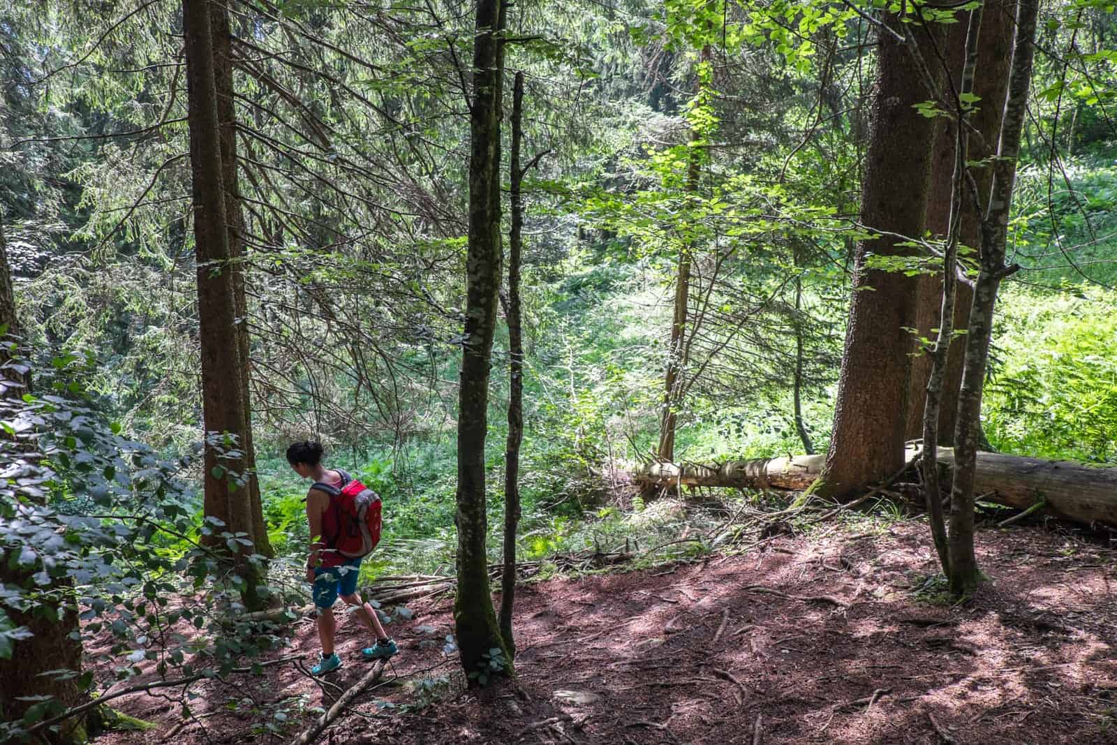 Woodland hiking in Bregenzerwald, Vorarlberg, Austria