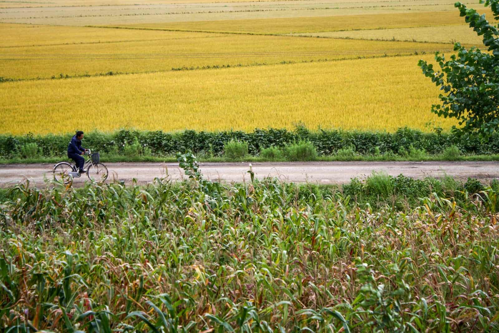 A North Korean rides a bike in the lush countryside near Nampo outside of Pyongyang, DPRK
