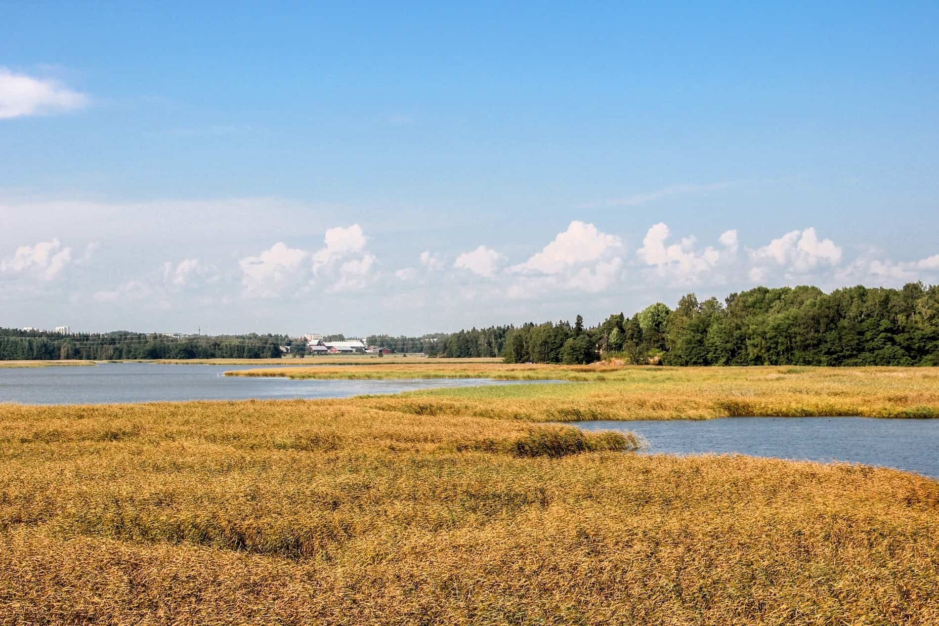 View from the Kivinokka Nature Path to a wide lake with islands of yellow vegetation, backed by forest. 