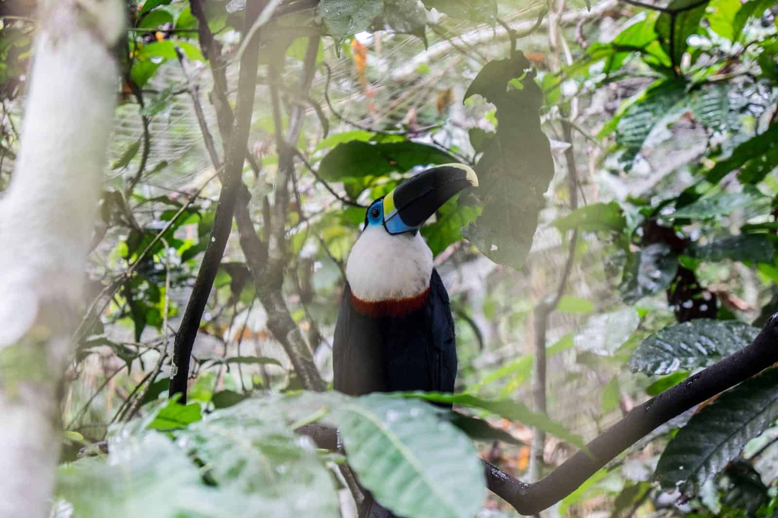 A black and white blue and yellow beaked bird seen sitting on a tree branch in the Ecuador Amazon Rainforest Animal Centre