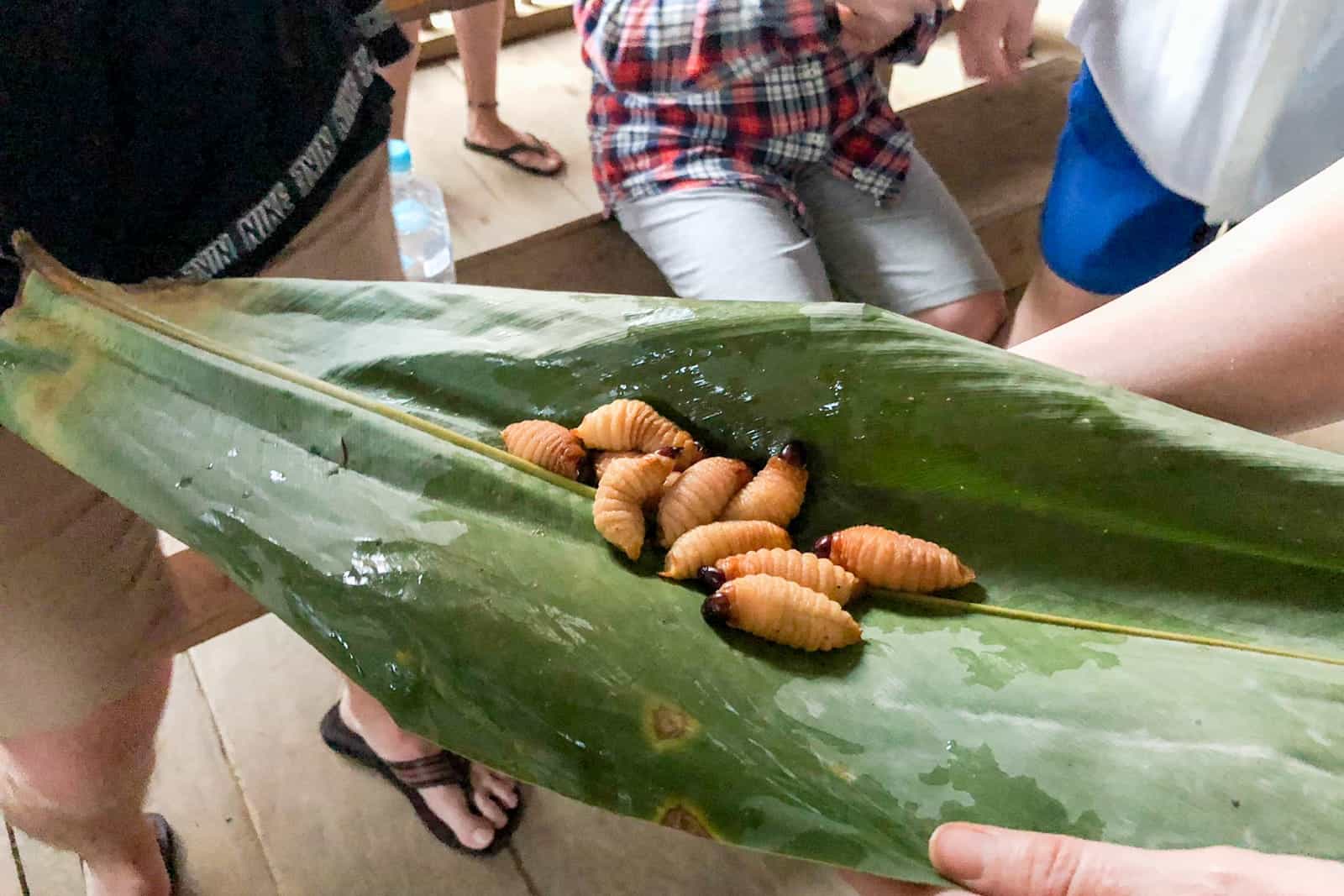 A person holds a giant green leaf with 10 orange bush grubs on top. 