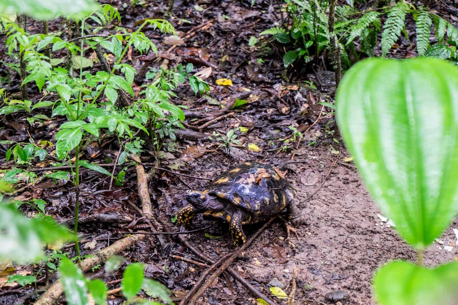 A black tortoise with yellow spots on its shell, walking through the muddy jungle floor of the Ecuador Amazon Rainforest. 