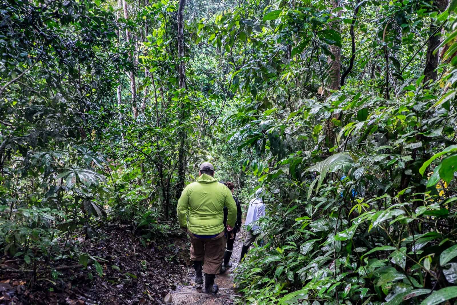 People walking on a narrow, muddy path through thick jungle in the Ecuador Amazon Rainforest 