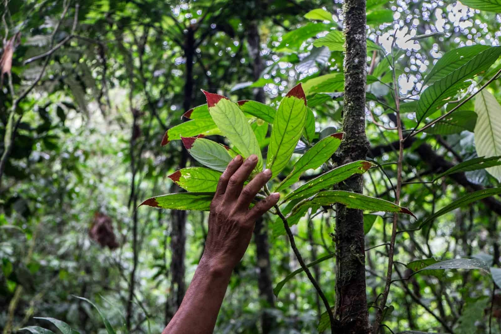 A hand touches a bunch of long green leaves with red tips - one of the unique plant species in the Ecuador Amazon Rainforest. 