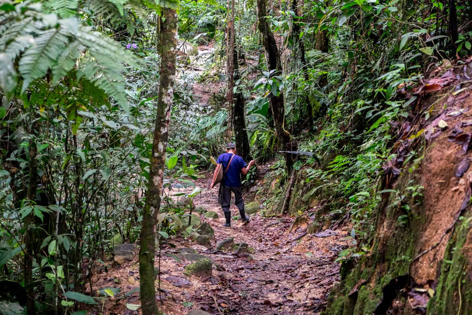 A man in a blue shirt and rubber boats walks on a leaf strewn, red mud pathway that cuts through the thick green Ecuador Amazon jungle.