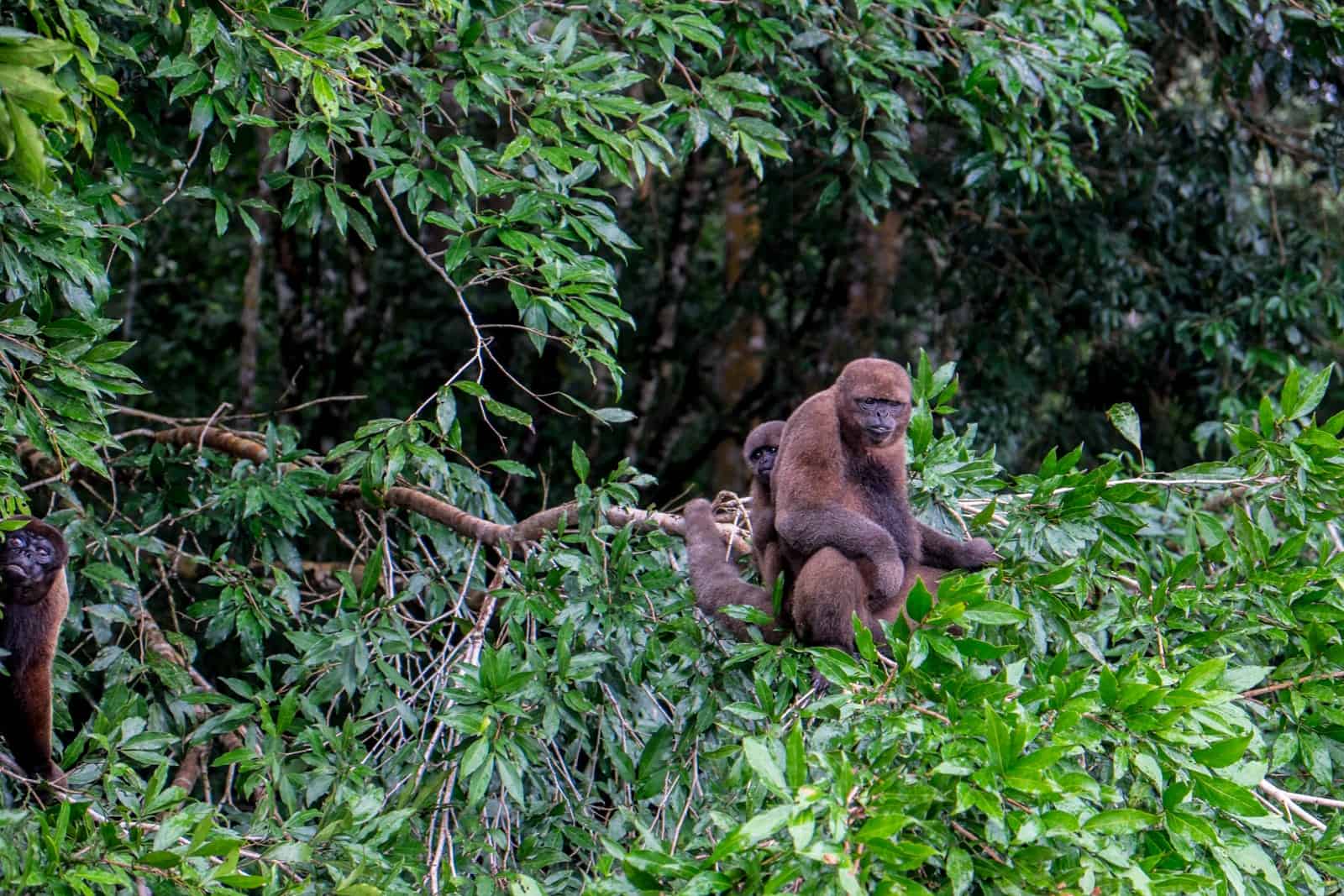 Three brown haired Monkeys in the Ecuador Amazon Rainforest.