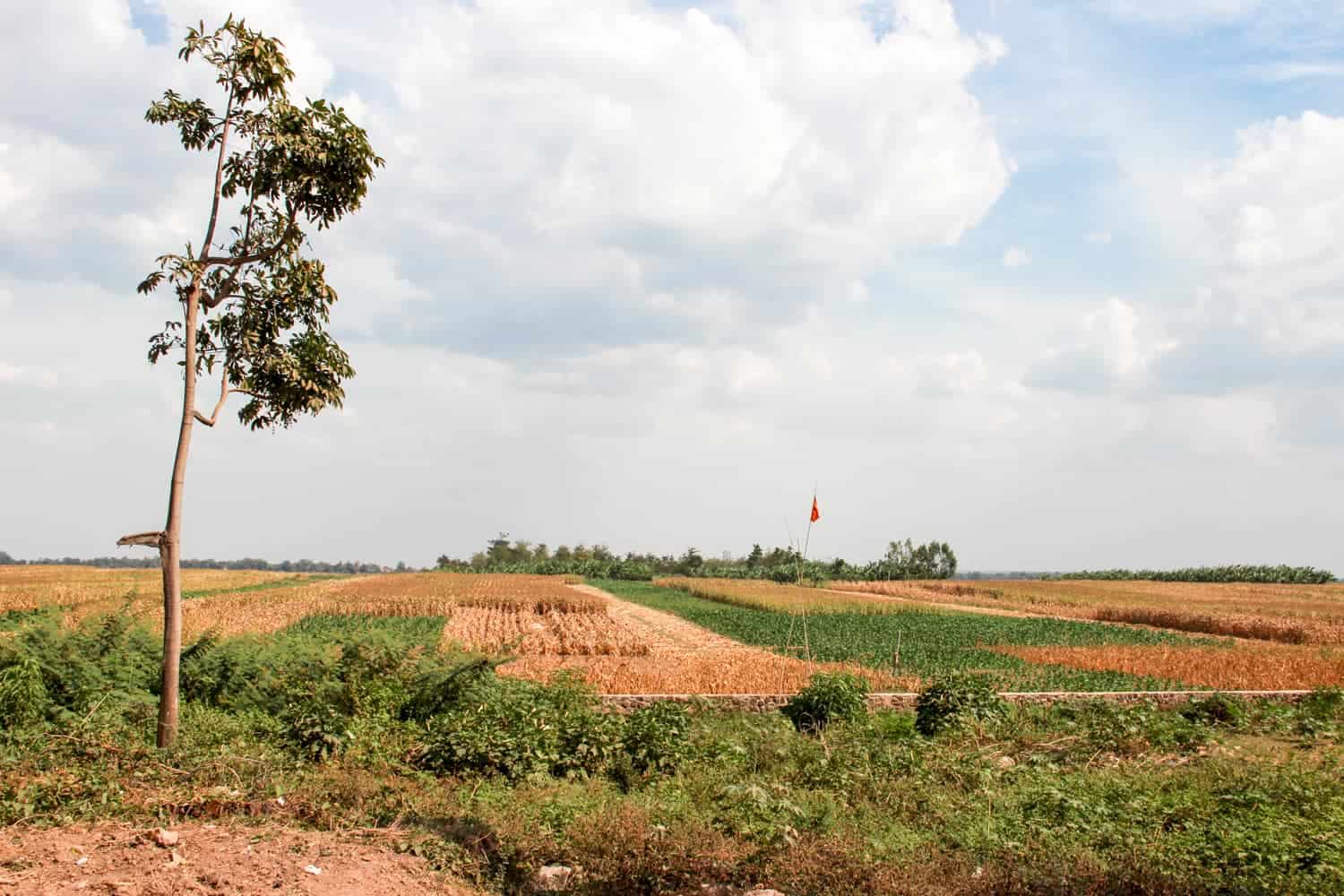 Island fields at the bamboo bridge crossing in Kampong Cham, Cambodia