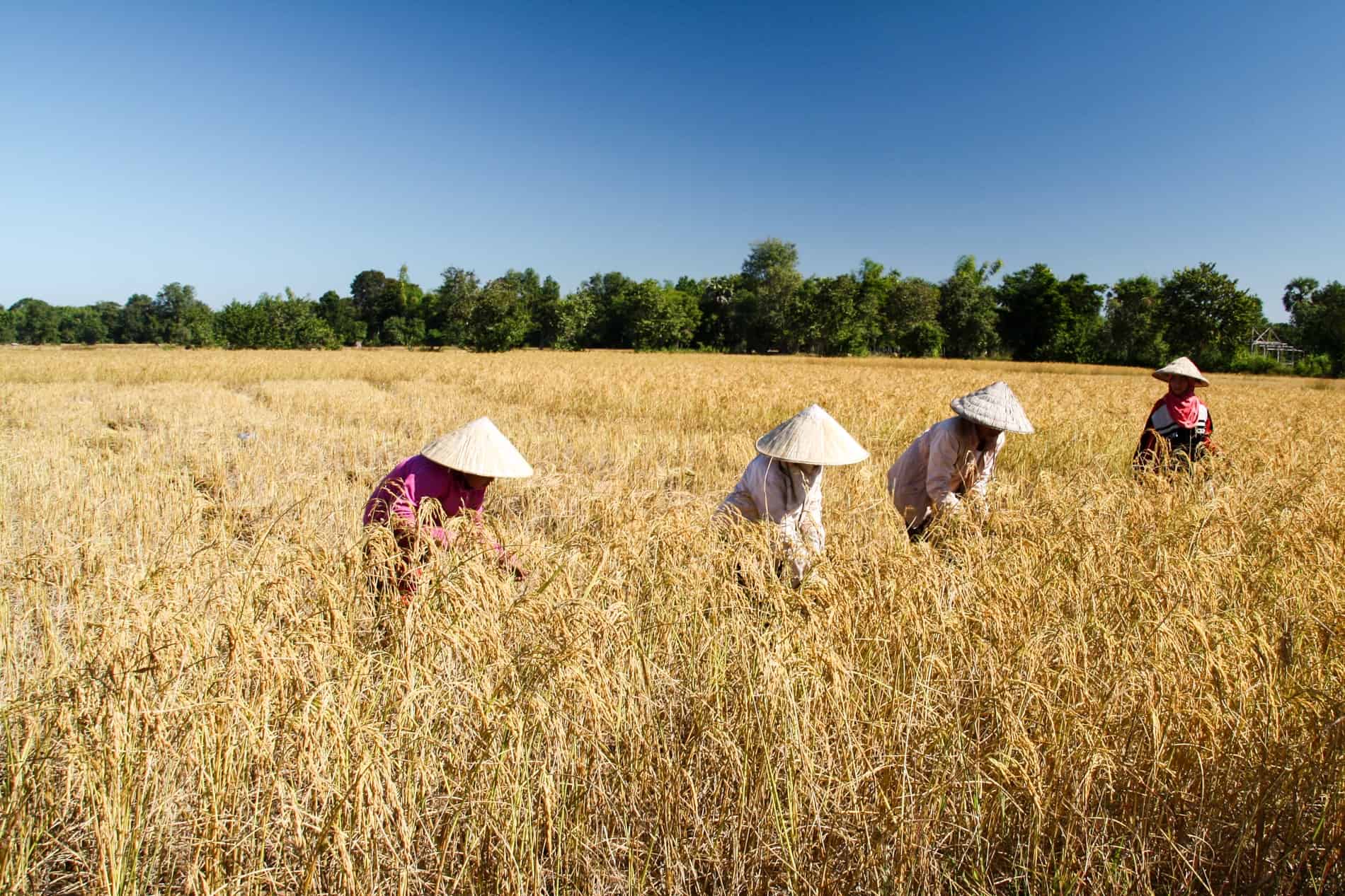 Four women is triangular hats harvesting rice in a large field. 