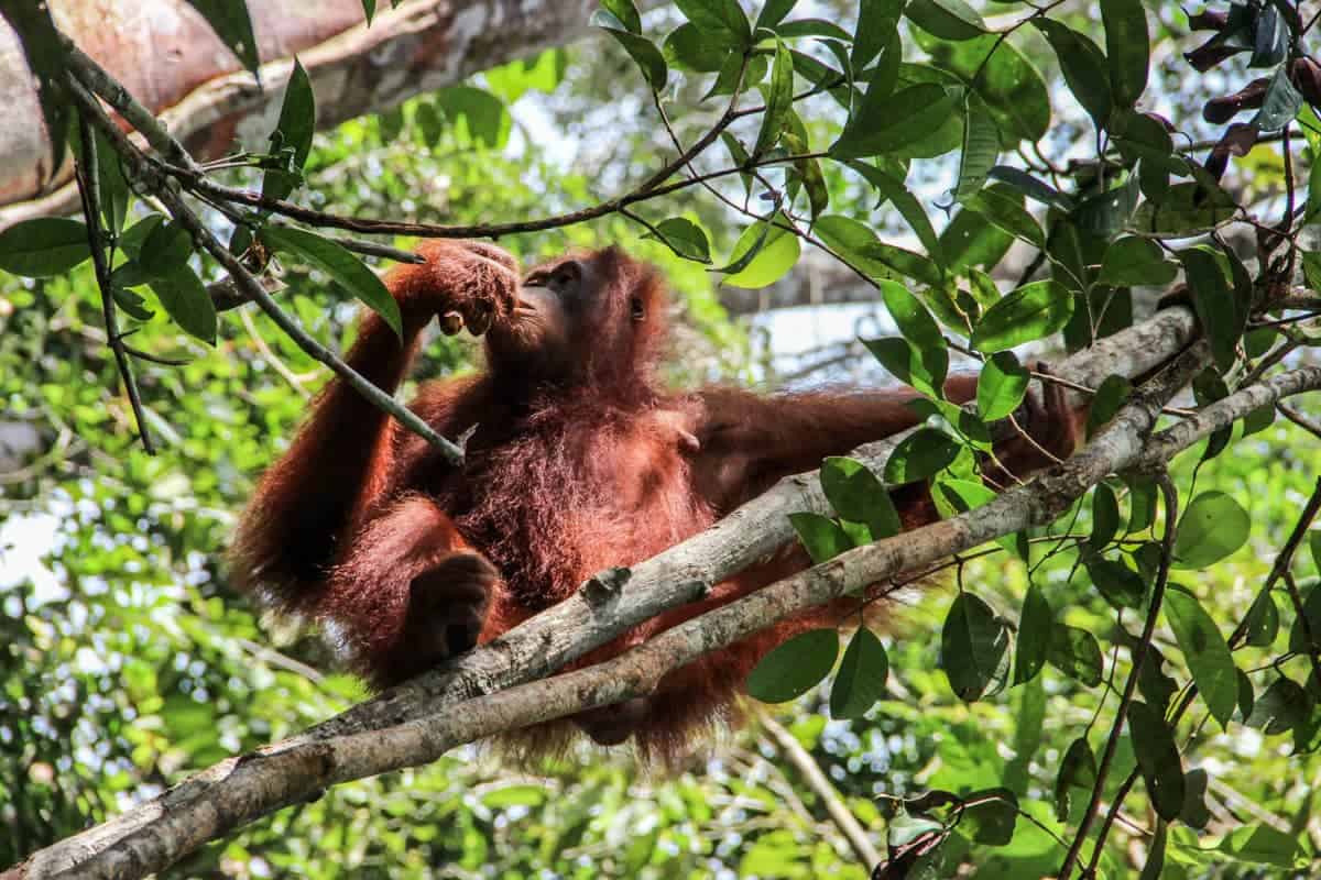 Seeing orangutans in Borneo forest
