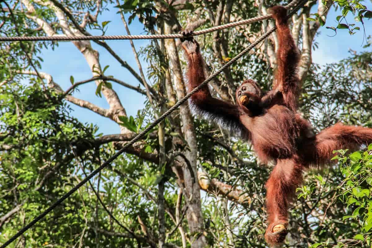 An orangutan, with a piece of fruit in its mouth, swings from a rope in a forest.