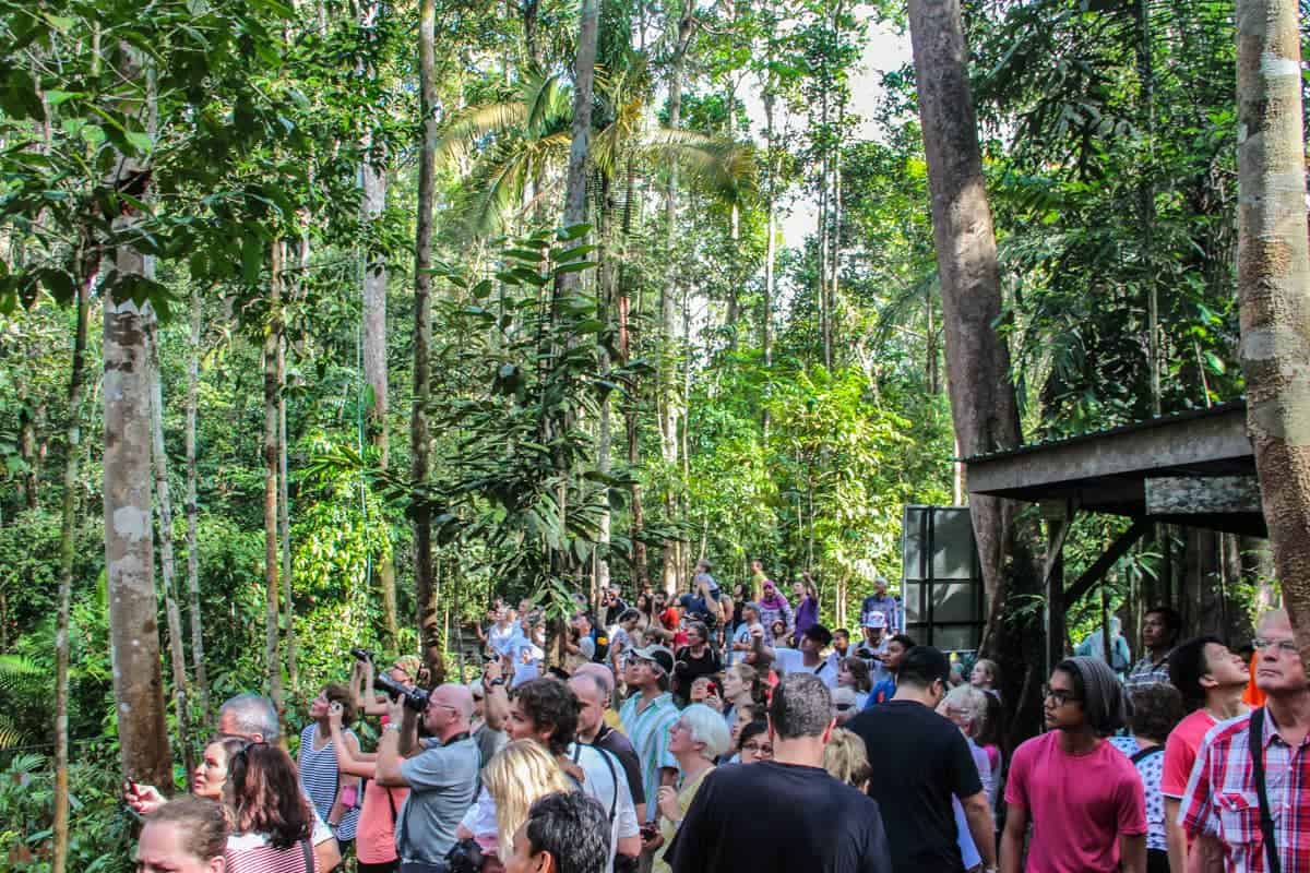 Responsible Orangutan Viewing in Sarawak, Borneo