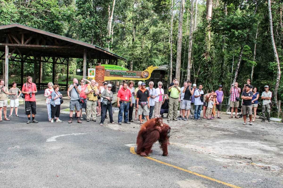 Seeing Orangutans in Borneo responsibly