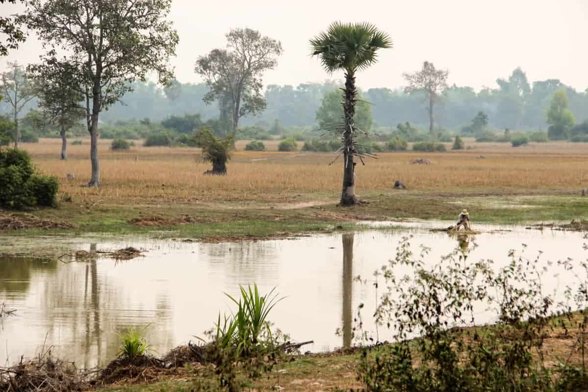 A farmer casting a net in a pool of water on flat farmland in Cambodia