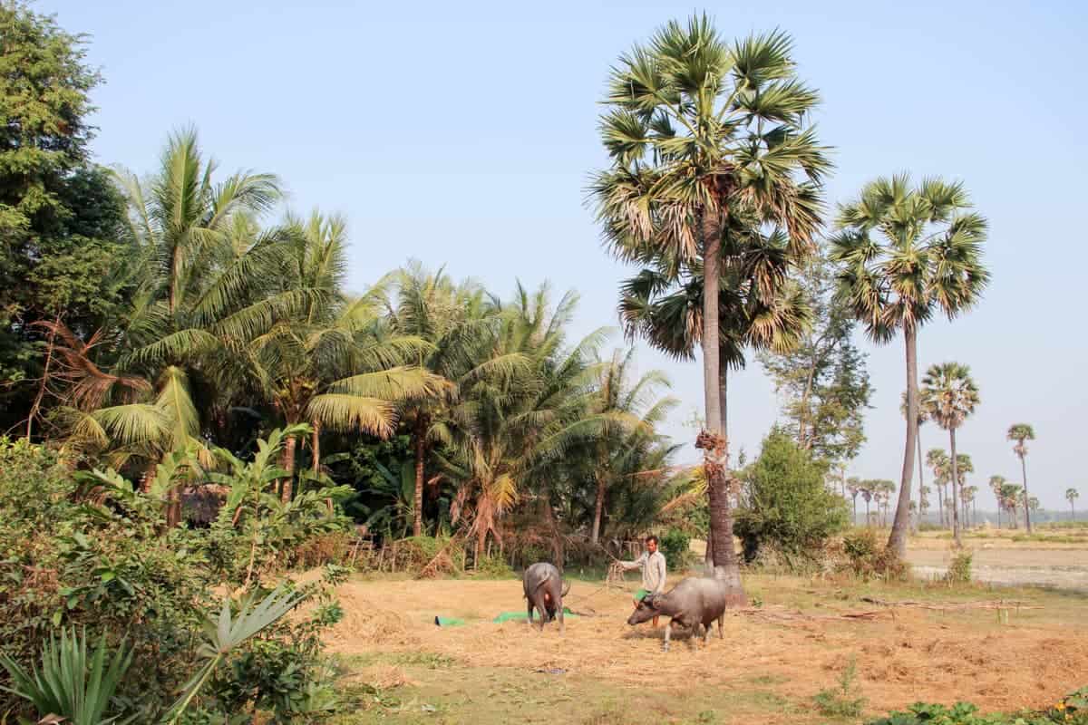 Un agricultor con dos bueyes arando un campo de arroz en Camboya