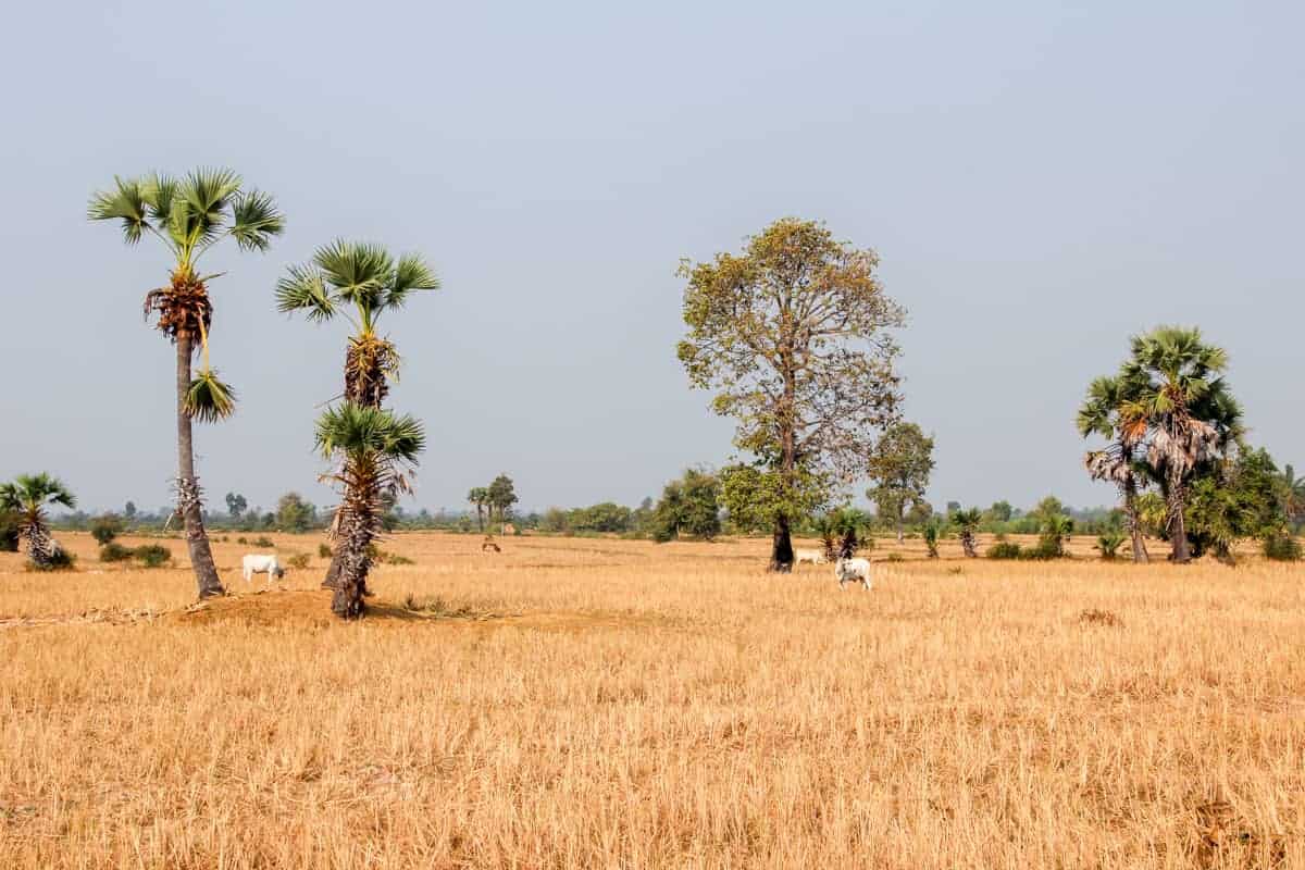 Yellow rice fields in Cambodia that stretch into the distance, with tall trees poking out from within