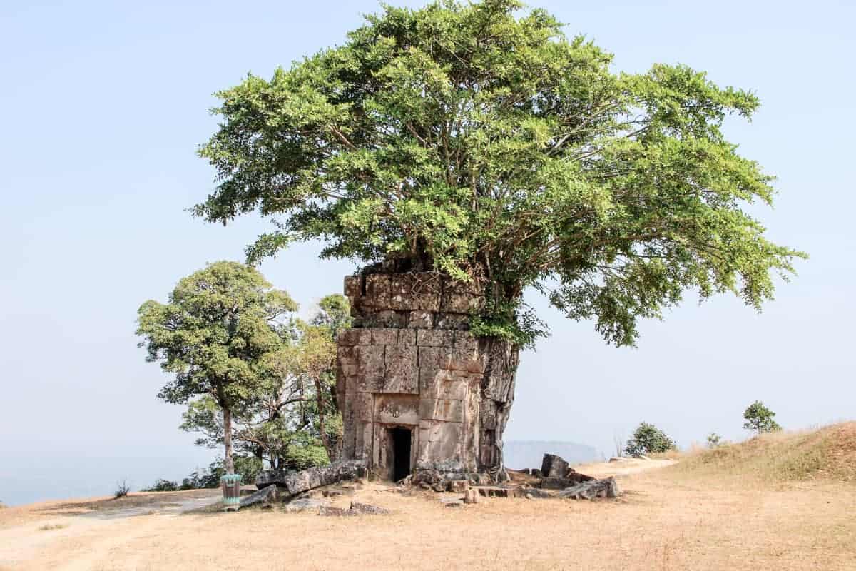 A tree grows out of a small boxed structure of Preah Vihear